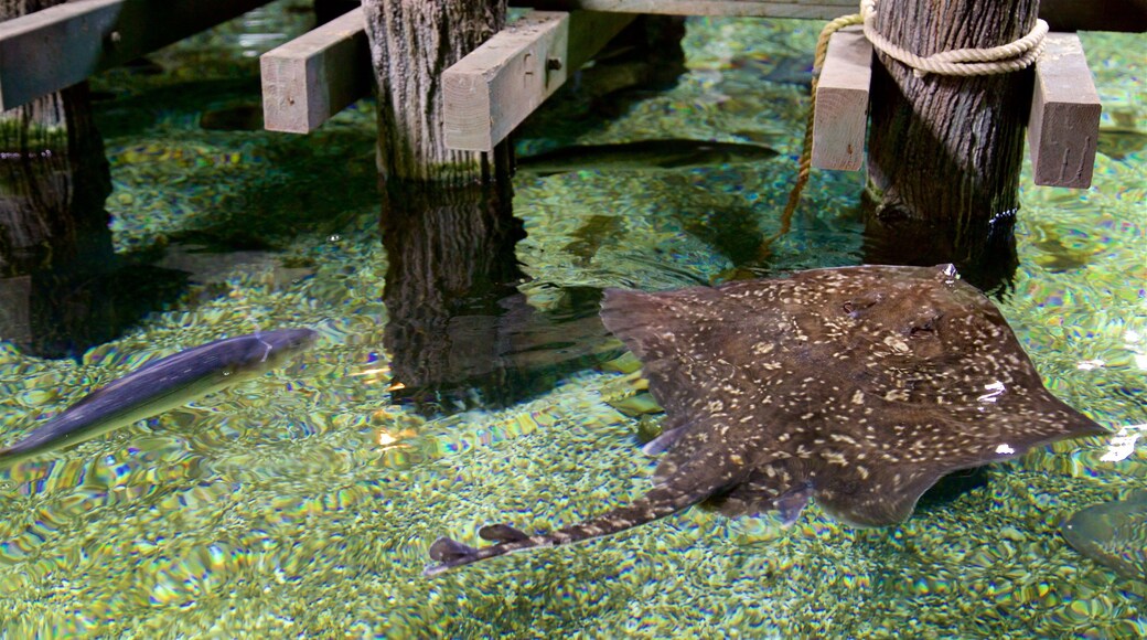 Aquarium SEA LIFE Timmendorfer Strand mettant en vedette animaux dangereux et vie marine