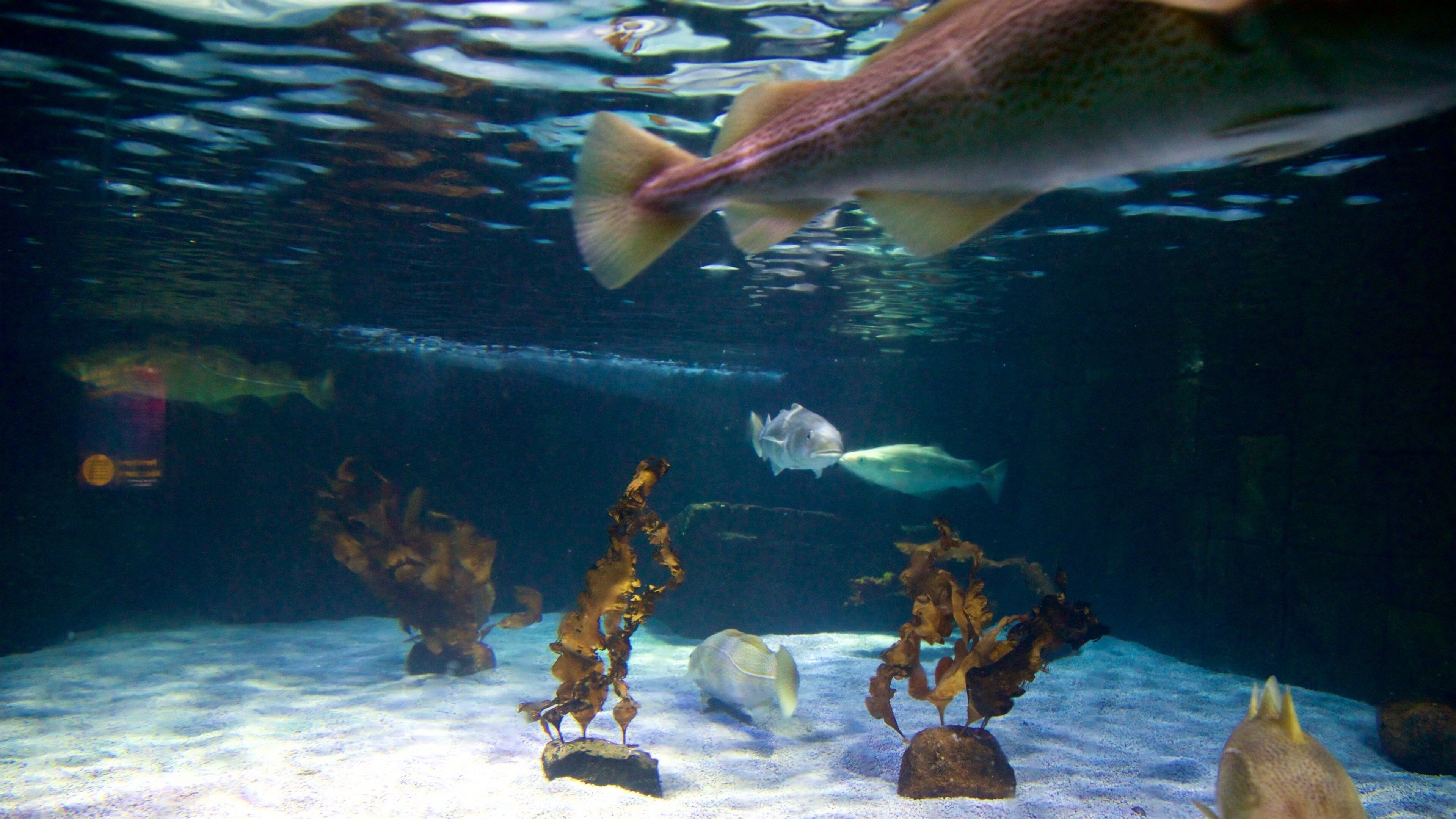 SEA LIFE Timmendorfer Strand showing marine life