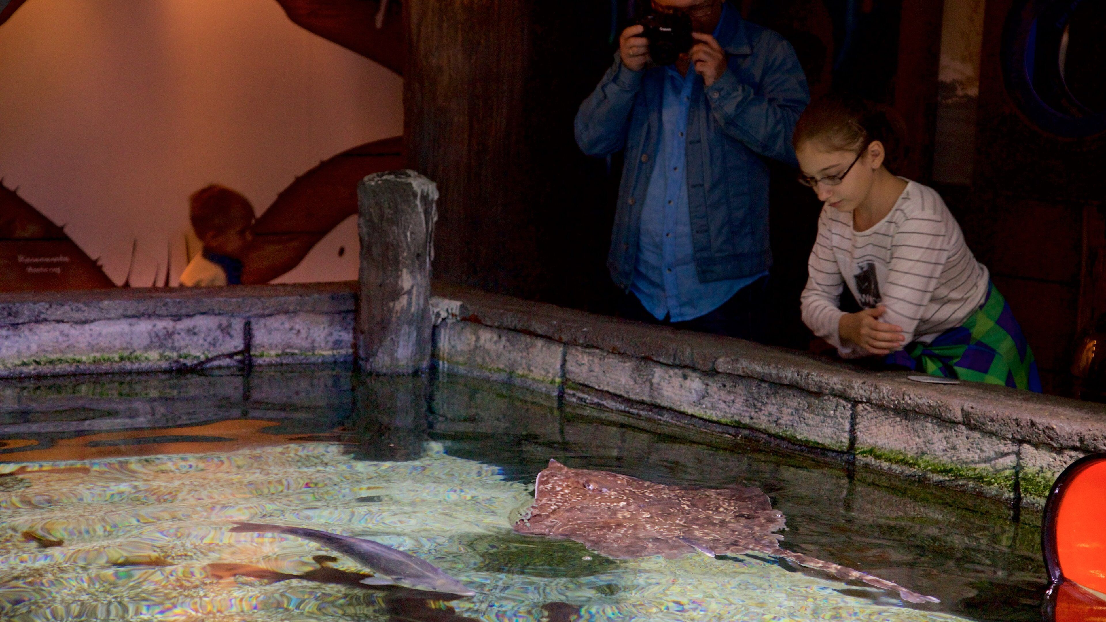 SEA LIFE Timmendorfer Strand som viser livet i havet såvel som en familie