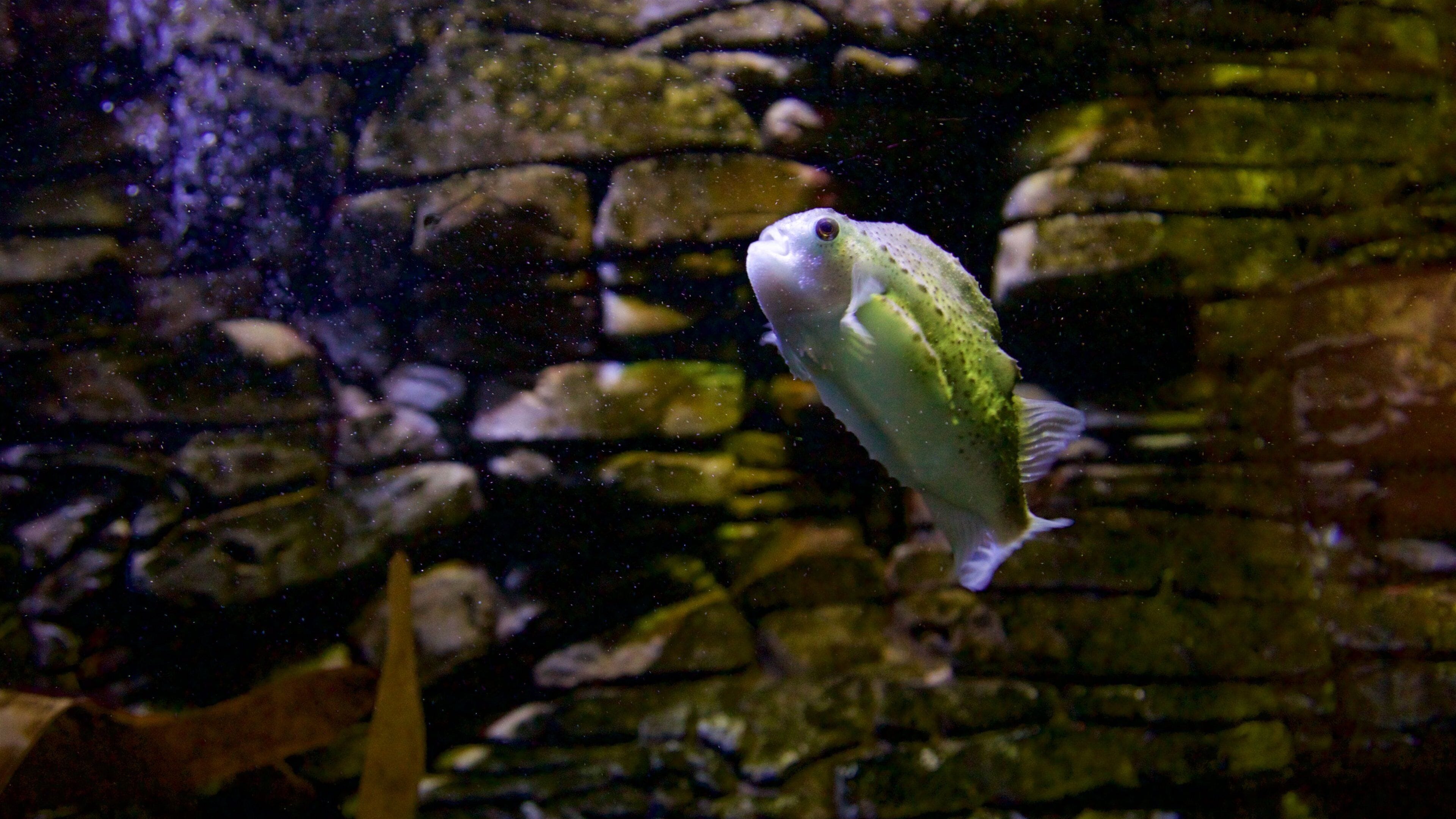 SEA LIFE Timmendorfer Strand showing marine life
