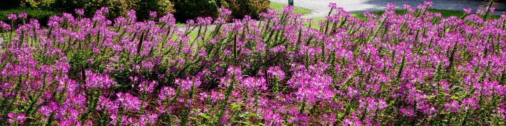 Ljubljana featuring a garden and flowers