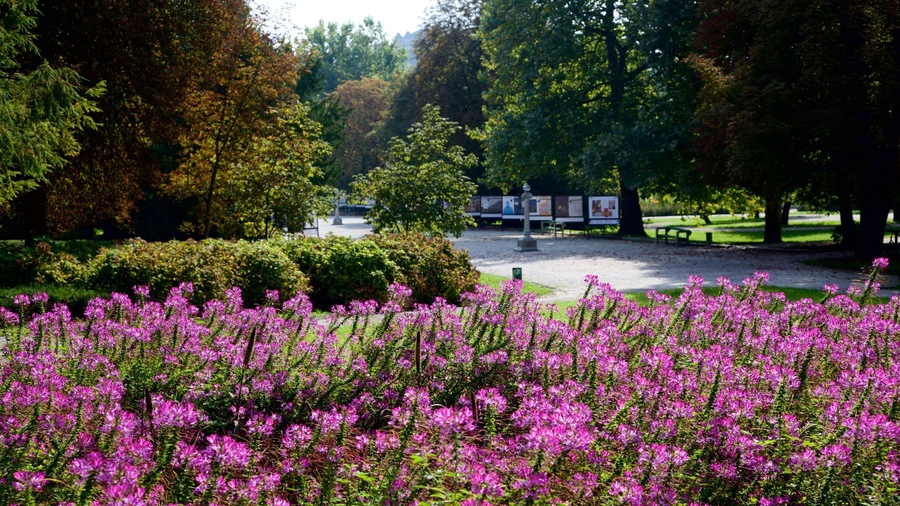 Ljubljana featuring a garden and flowers