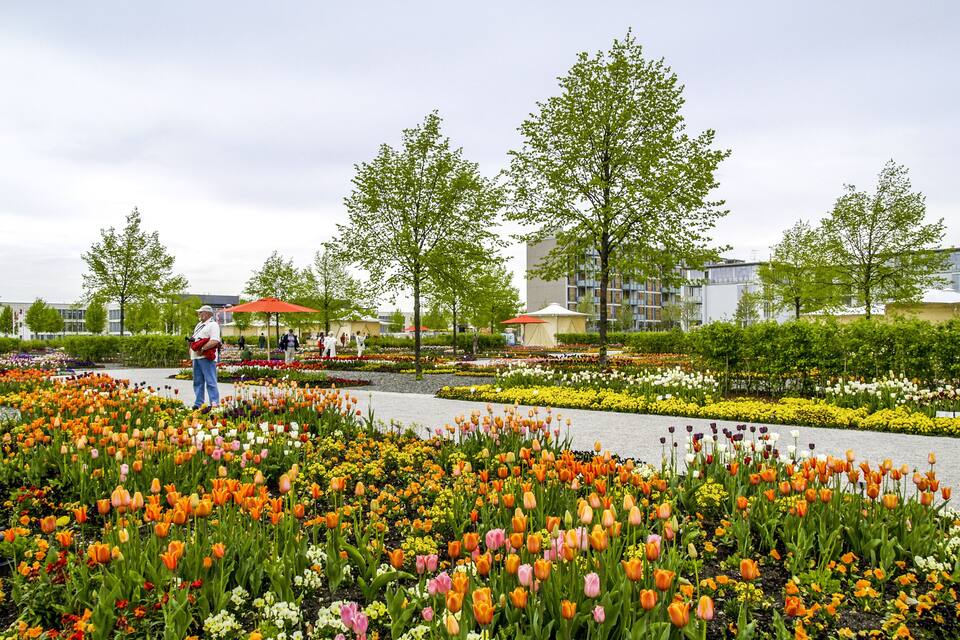 A flower garden with various tulips and other flowers.