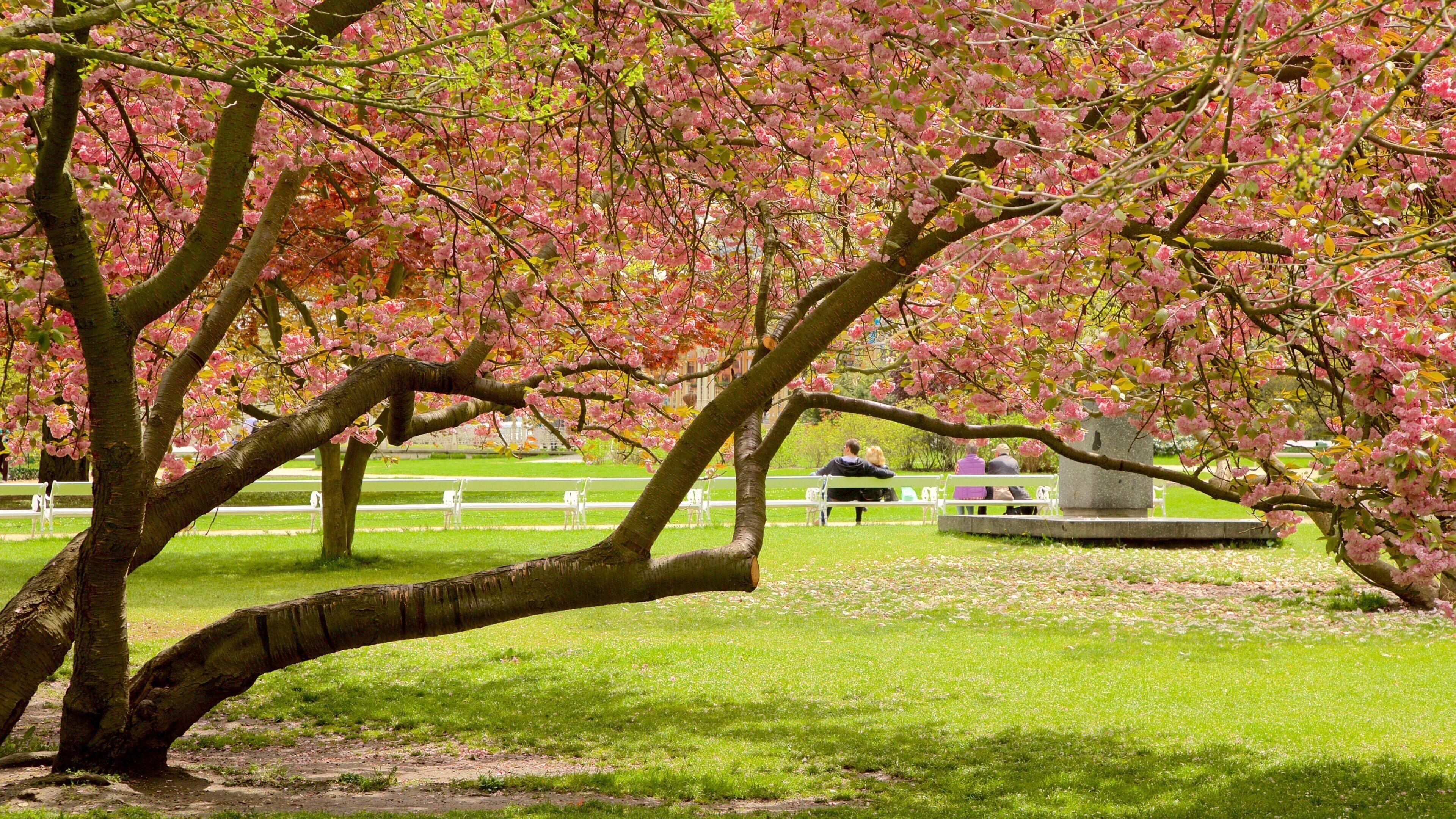 Karlovy Vary which includes a garden and flowers