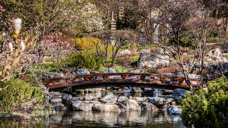 japanese garden in spring