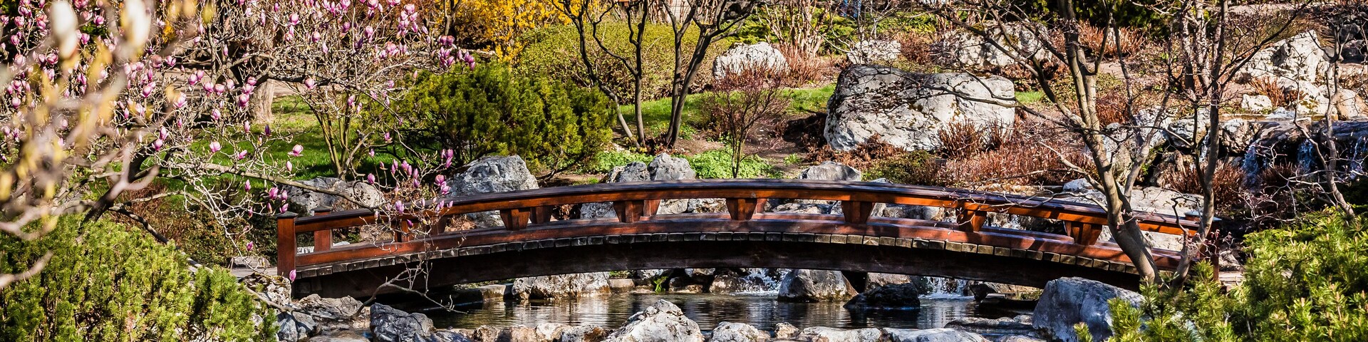 japanese garden in spring