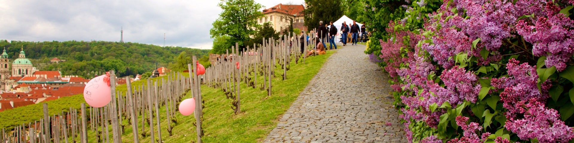 Praga que inclui flores