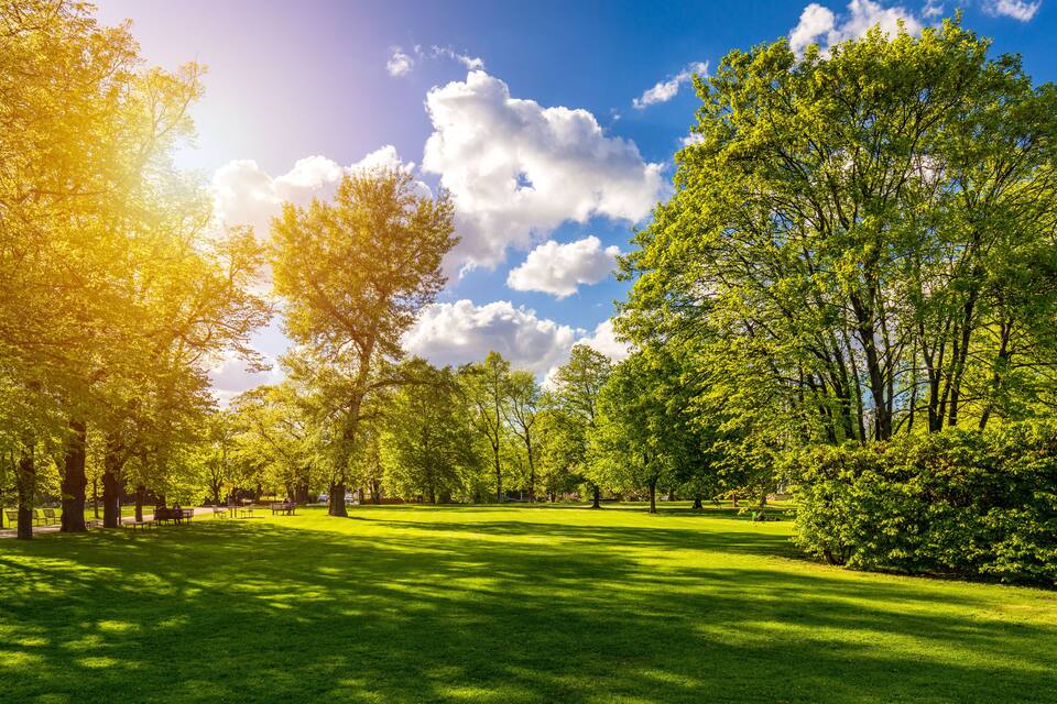 Ein Park mit grünem Gras, Bäumen und blauem Himmel.