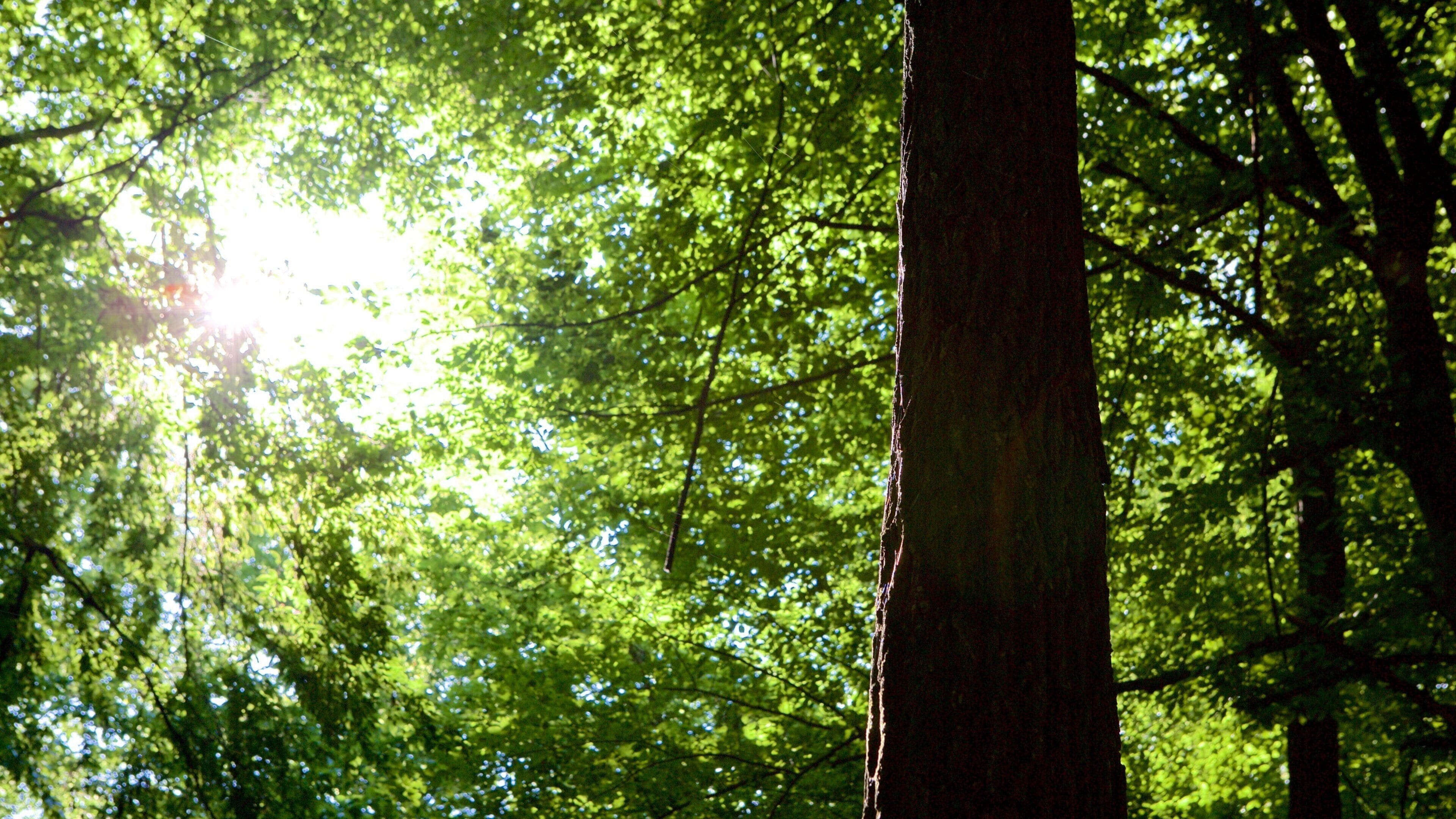 Hoia Baciu Forest which includes forests