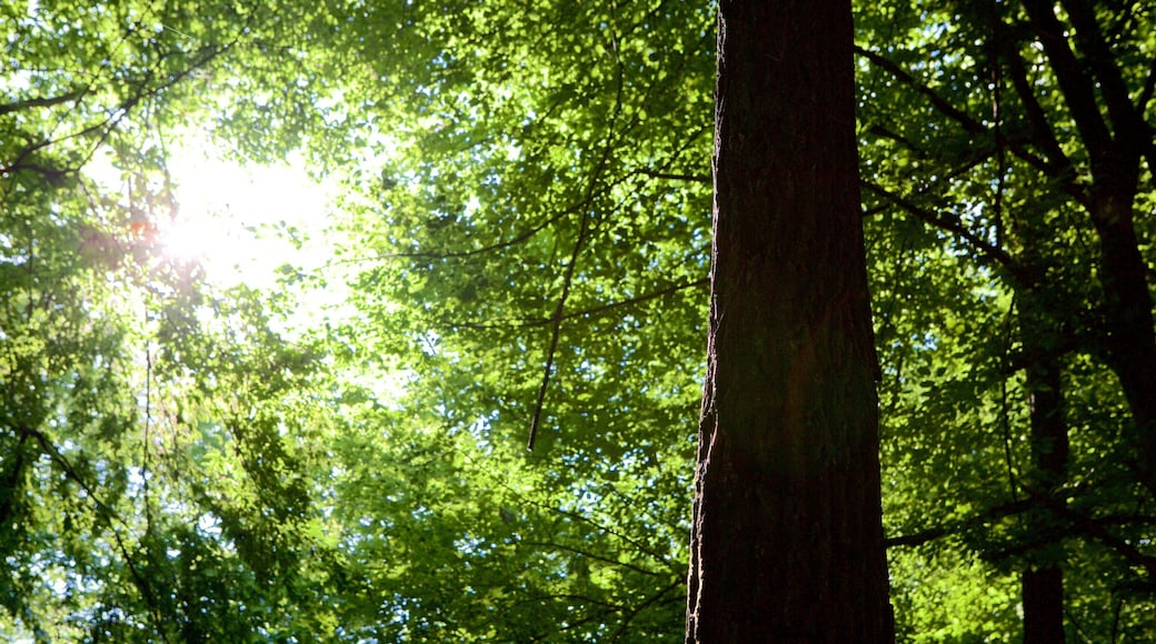 Hoia Baciu Forest which includes forests