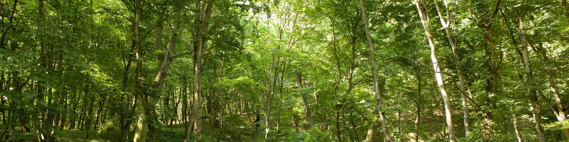 Cluj-Napoca featuring forest scenes