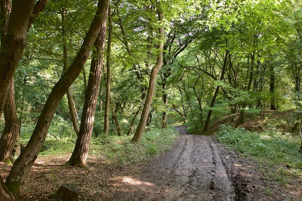 Cluj-Napoca das einen WĂ€lder