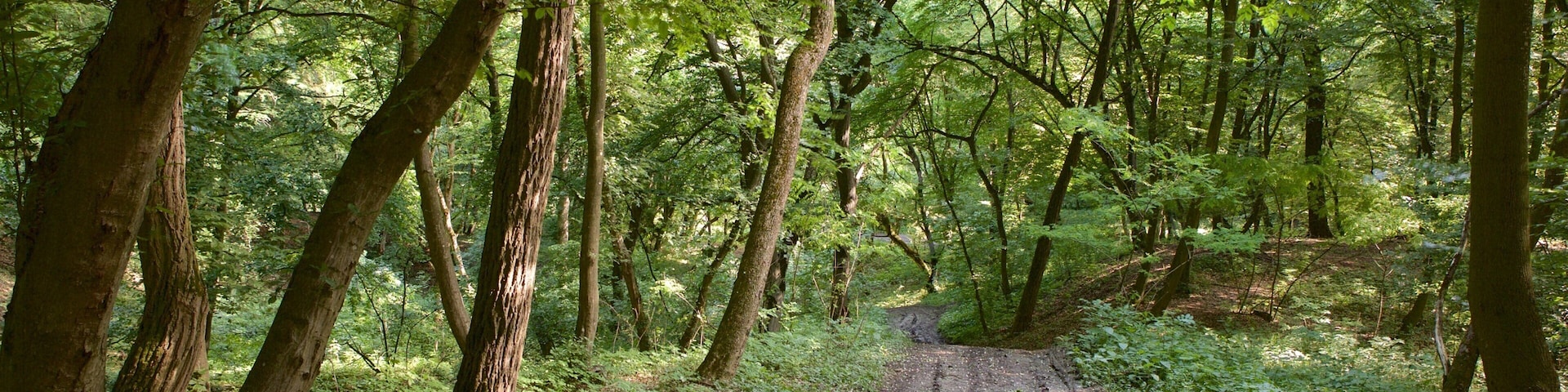 Cluj-Napoca que inclui cenas de floresta