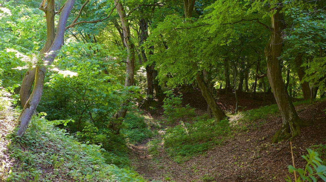 Cluj-Napoca showing forest scenes