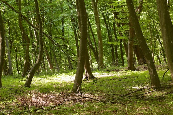 Cluj-Napoca welches beinhaltet Waldmotive