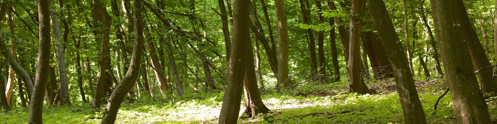 Cluj-Napoca montrant forĂȘts