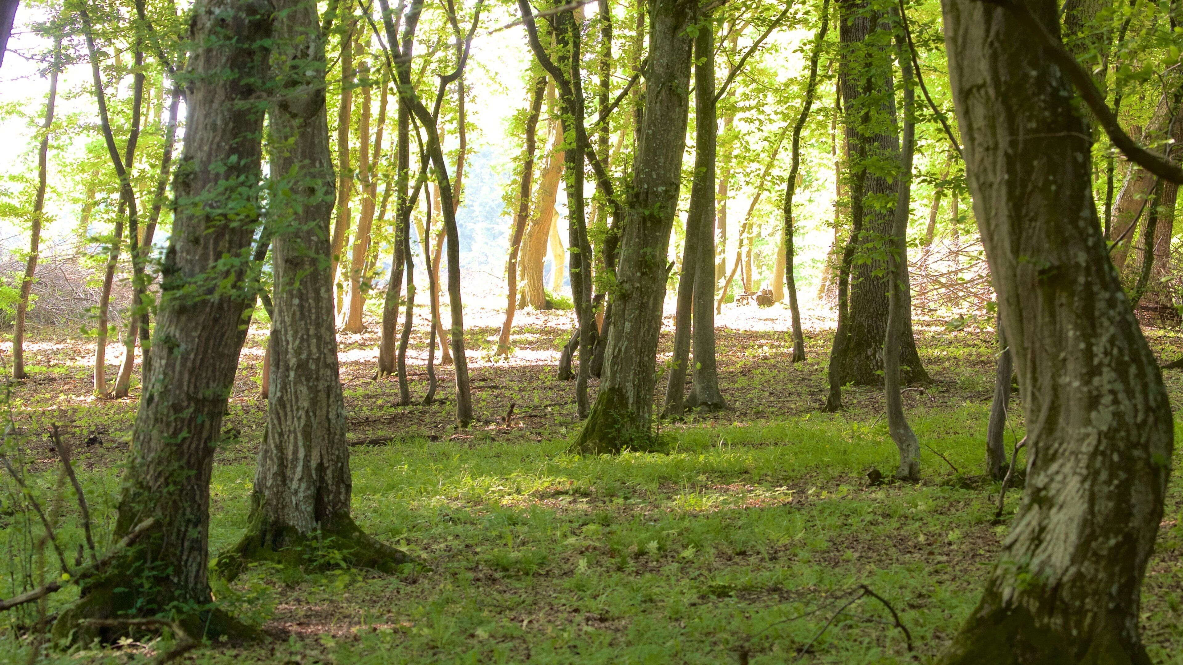 Cluj-Napoca showing forests
