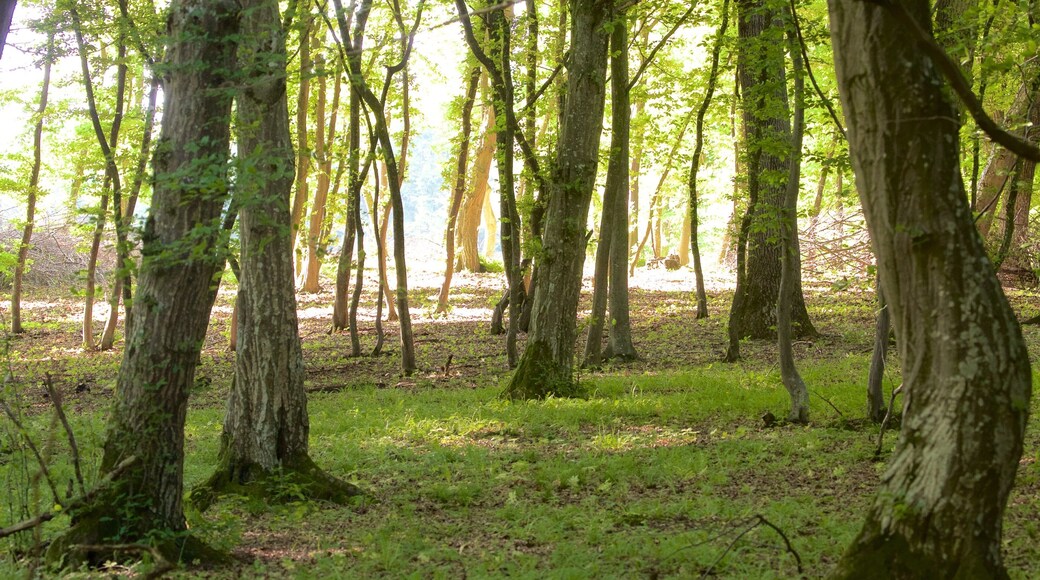 Cluj-Napoca showing forest scenes