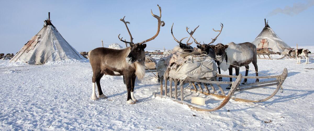 Ethnography. House and deer of the northern inhabitants of the Arctic