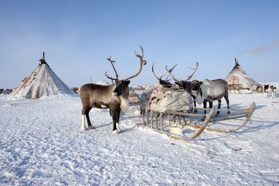 Ett snöigt landskap med renar och en släde.