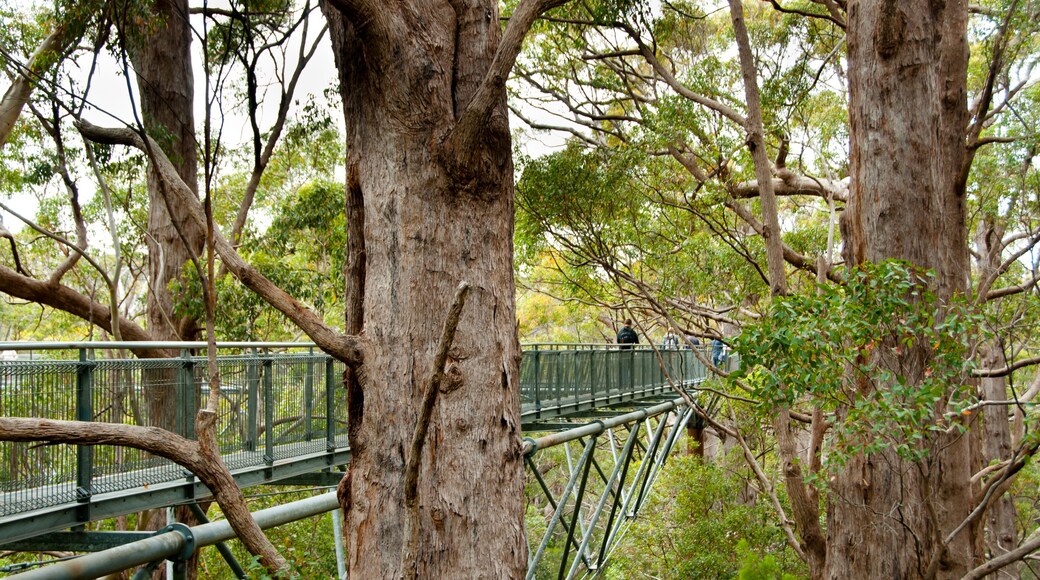 Comté de Manjimup
