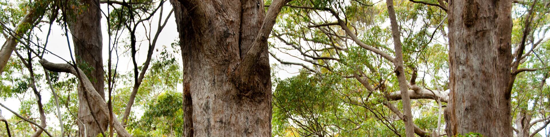 Tree Top Walk - Walpole - Australia