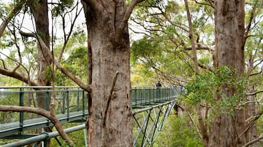 Tree Top Walk - Walpole - Australia