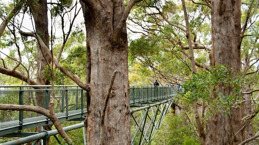 Tree Top Walk - Walpole - Australia