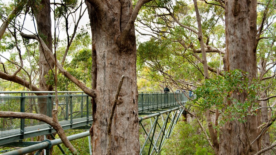 Tree Top Walk