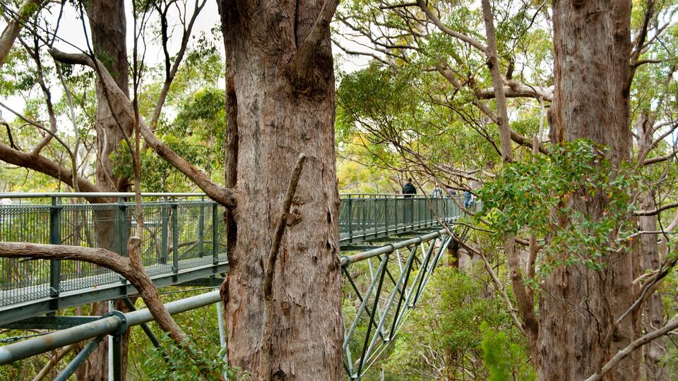 Tree Top Walk - Walpole - Australia