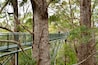 Tree Top Walk - Walpole - Australia