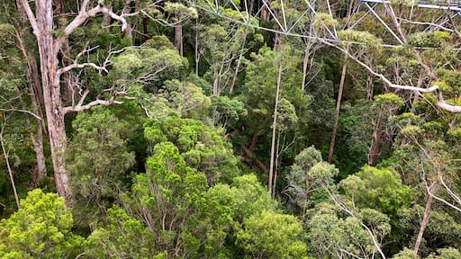 View of Tree Top Walk at Valley of the GIANTS at Walpole-Nornalup National Park, Western Australia.