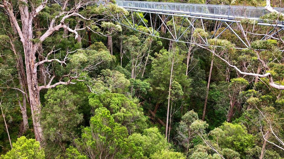 View of Tree Top Walk at Valley of the GIANTS at Walpole-Nornalup National Park, Western Australia.