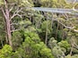 View of Tree Top Walk at Valley of the GIANTS at Walpole-Nornalup National Park, Western Australia.