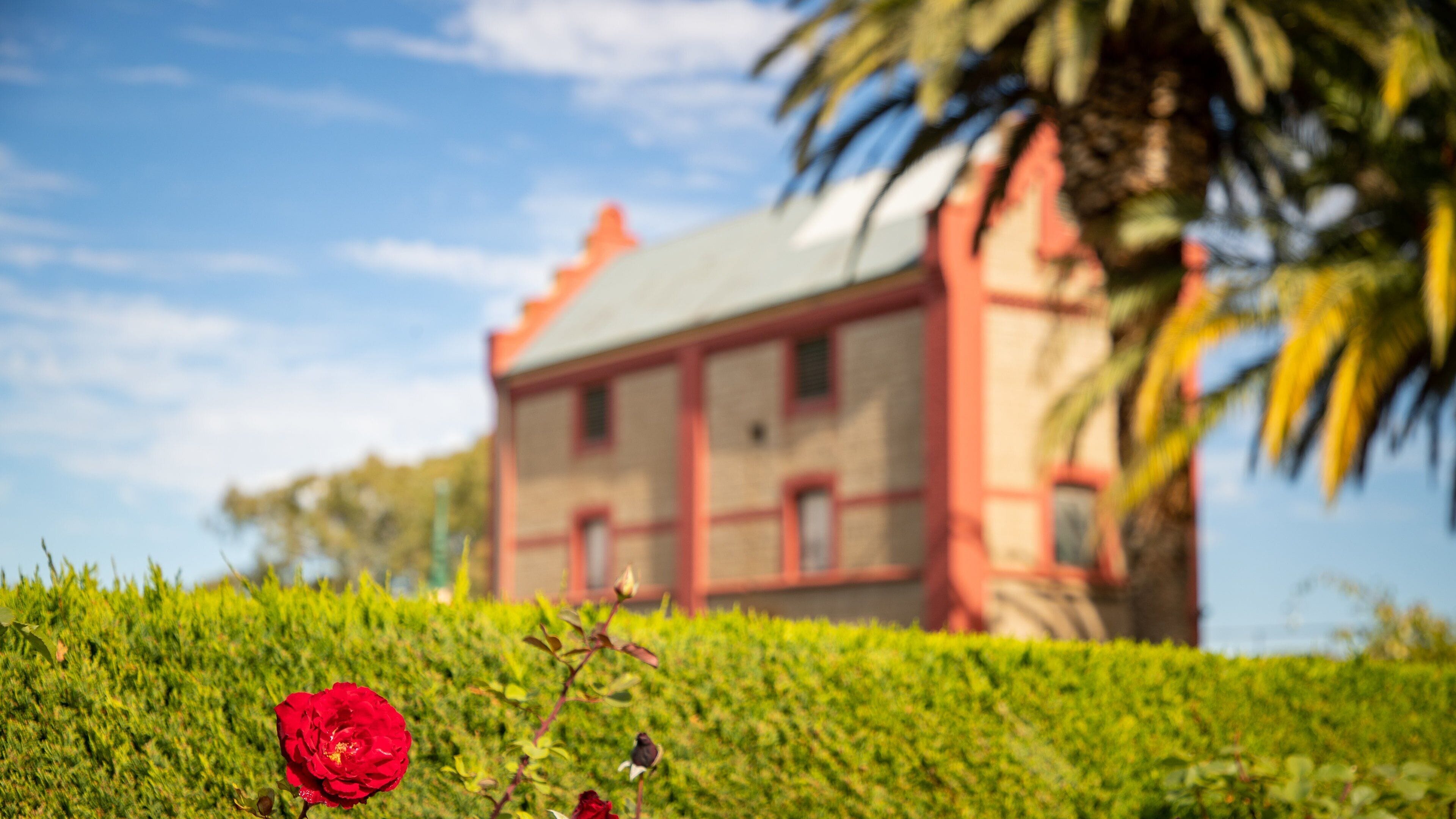 Chateau Tanunda showing wildflowers