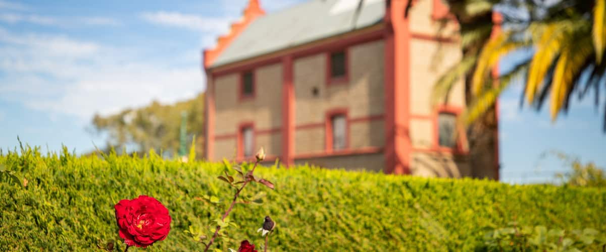 Chateau Tanunda showing wildflowers