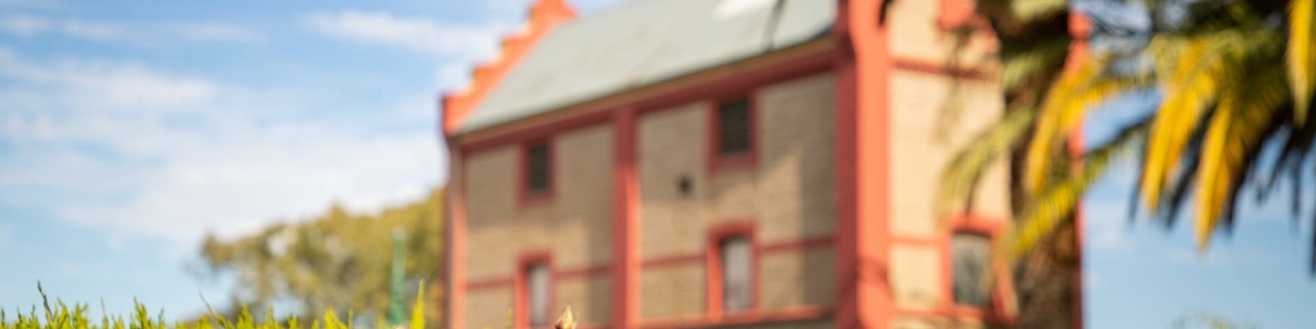 Chateau Tanunda showing wildflowers