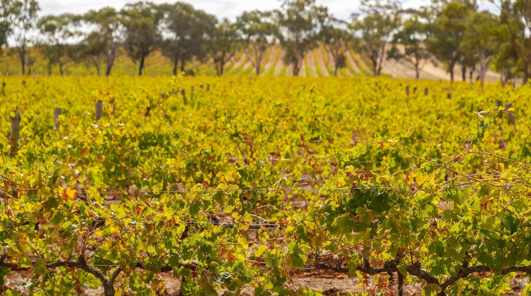 Claymore Wines showing farmland