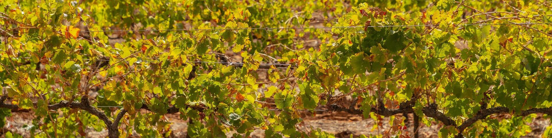 A vineyard with rows of grapevines.