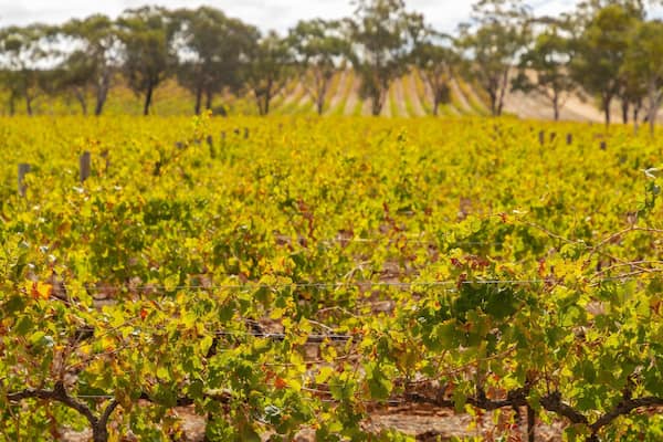 Claymore Wines showing farmland