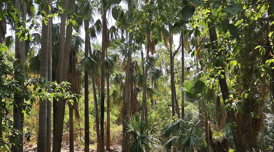 Bitter Springs, Mataranka, Australien