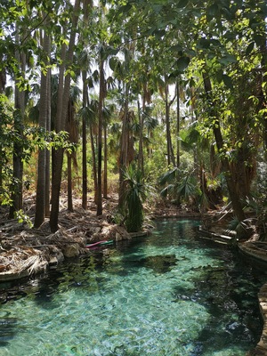 A clear water body surrounded by tall trees and dense foliage.