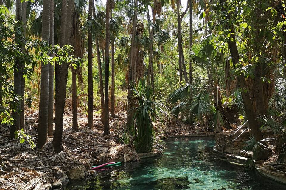 Een helder waterlichaam omringd door hoge bomen en weelderige begroeiing.