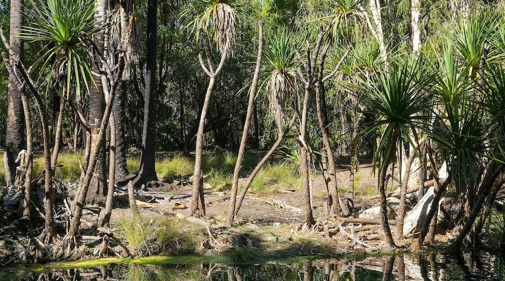 Bitter Springs in the Katherine region of the Northern Territory of Australia