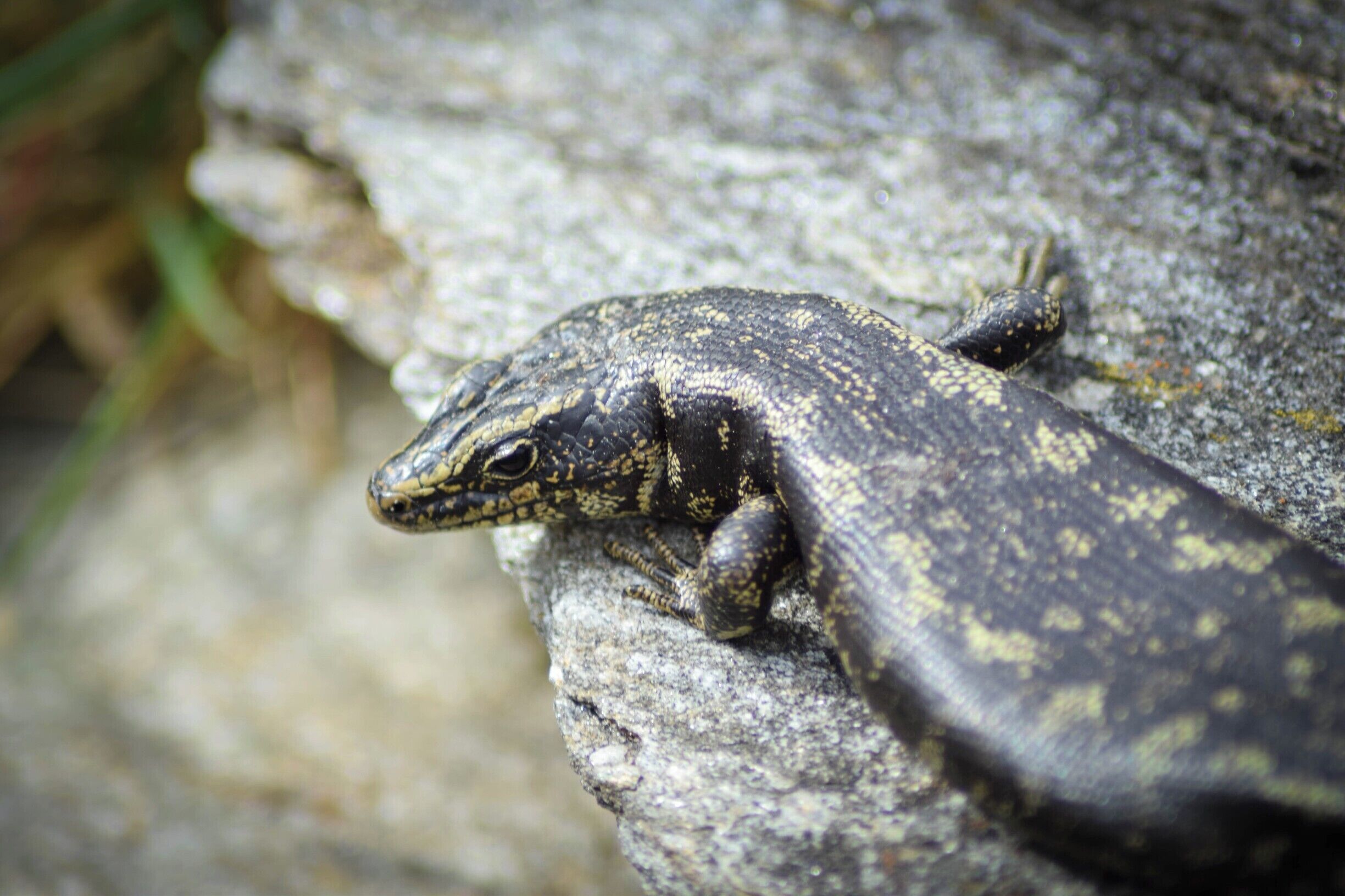 Jewelled Gecko's are one of the many testaments to the wonderful work the sanctuary does - they bring endangered species to live and roam around the forest, safe from predators. 

Your money (it's a very reasonable entry free) goes directly to the running costs, and you have the choice of a self-guided walk or being shown through by one of their knowledgeable guides :)