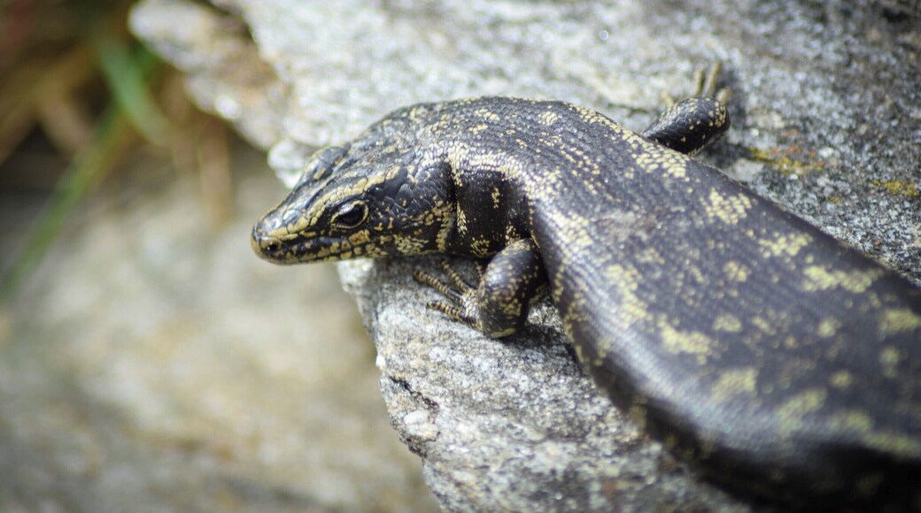 Jewelled Gecko's are one of the many testaments to the wonderful work the sanctuary does - they bring endangered species to live and roam around the forest, safe from predators.
Your money (it's a very reasonable entry free) goes directly to the running costs, and you have the choice of a self-guided walk or being shown through by one of their knowledgeable guides :)
