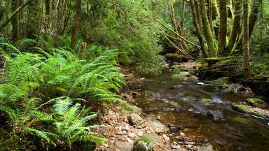 Un arroyo en un bosque con rocas y helechos.