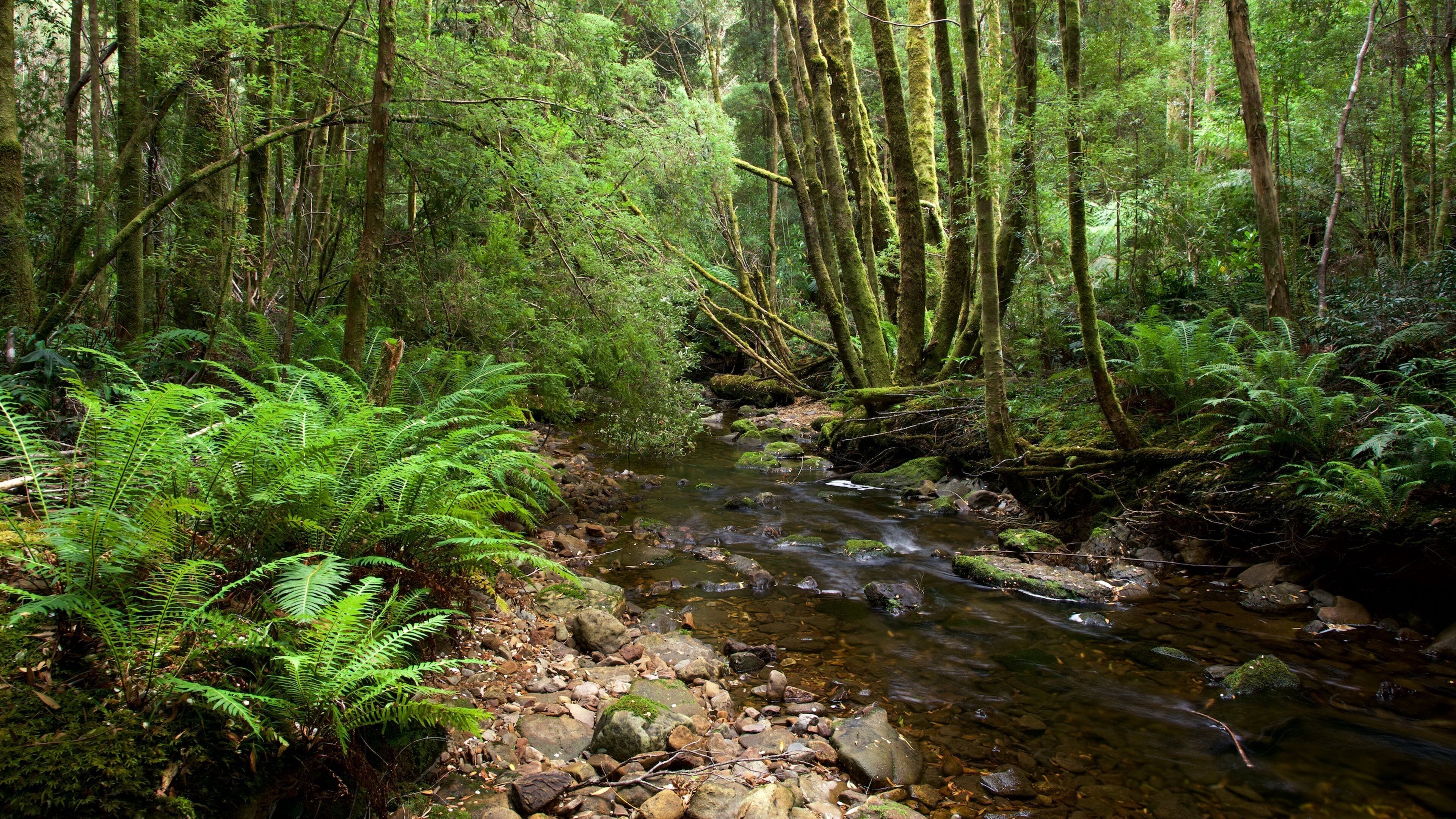 A forest stream with moss-covered rocks and ferns.