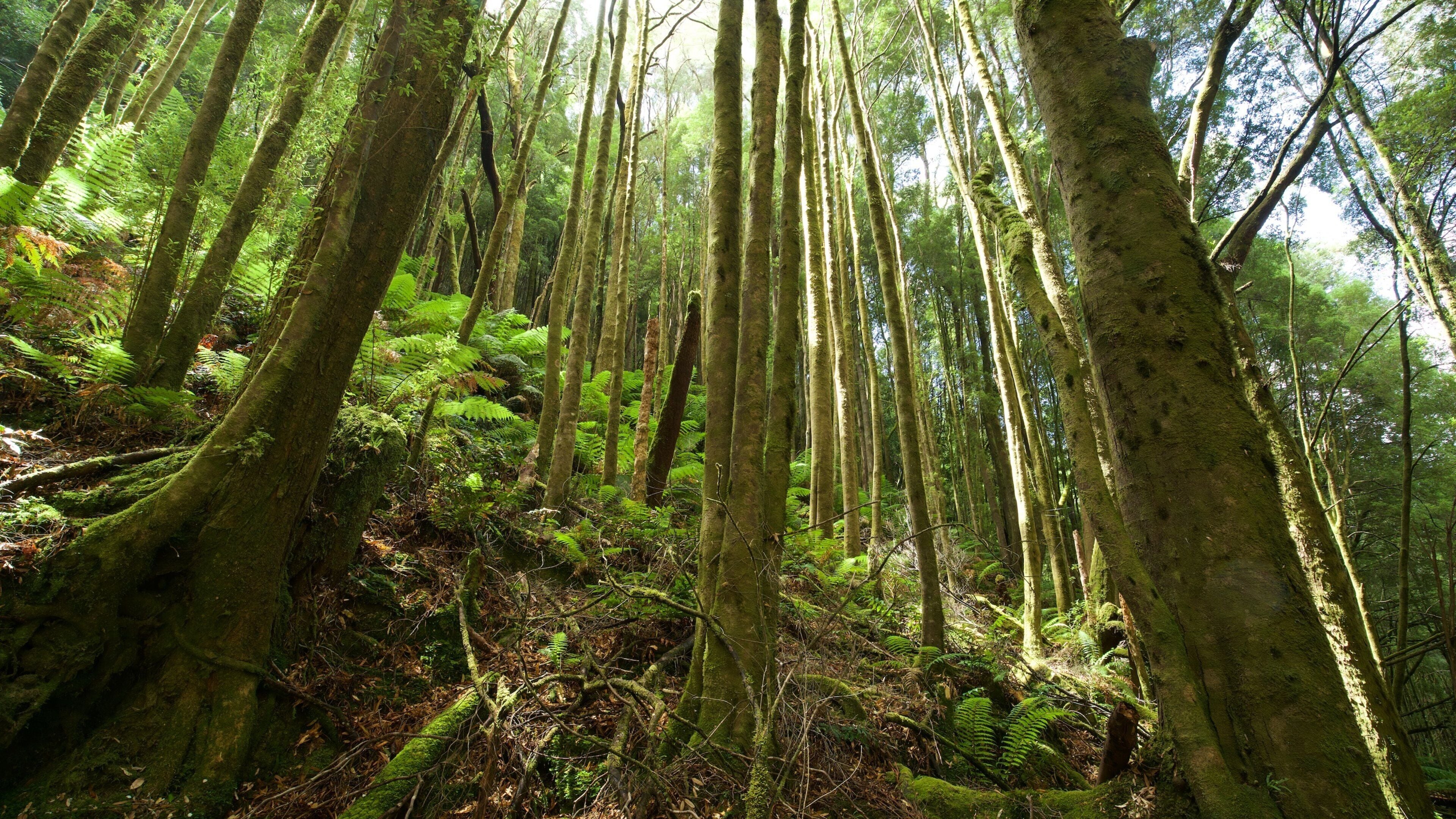 A dense forest with tall trees and lush ferns.