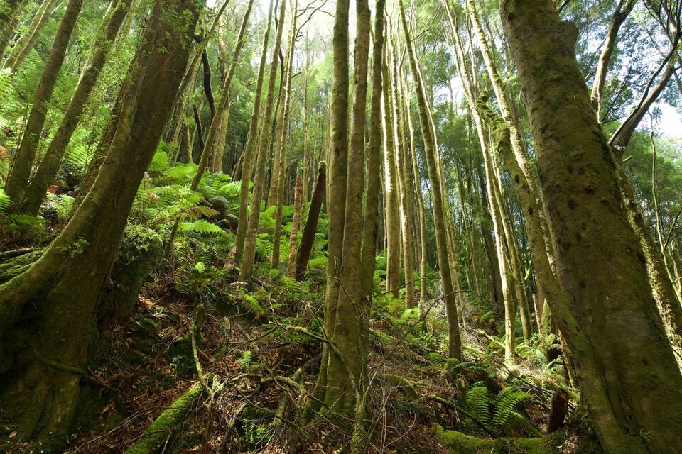 A dense forest with tall trees and lush ferns.